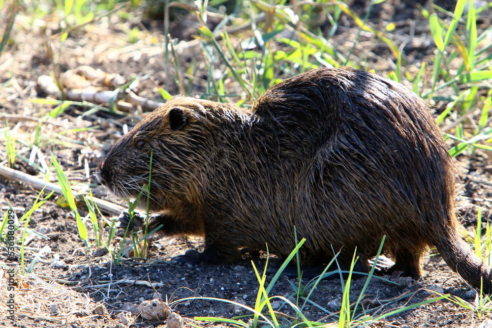 The nutria lives on Hula Lake in northern Israel. The nutria lives on Hula Lake in northern Israel.