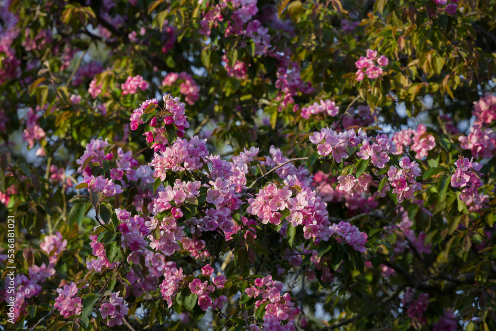 flowers in the garden background nature