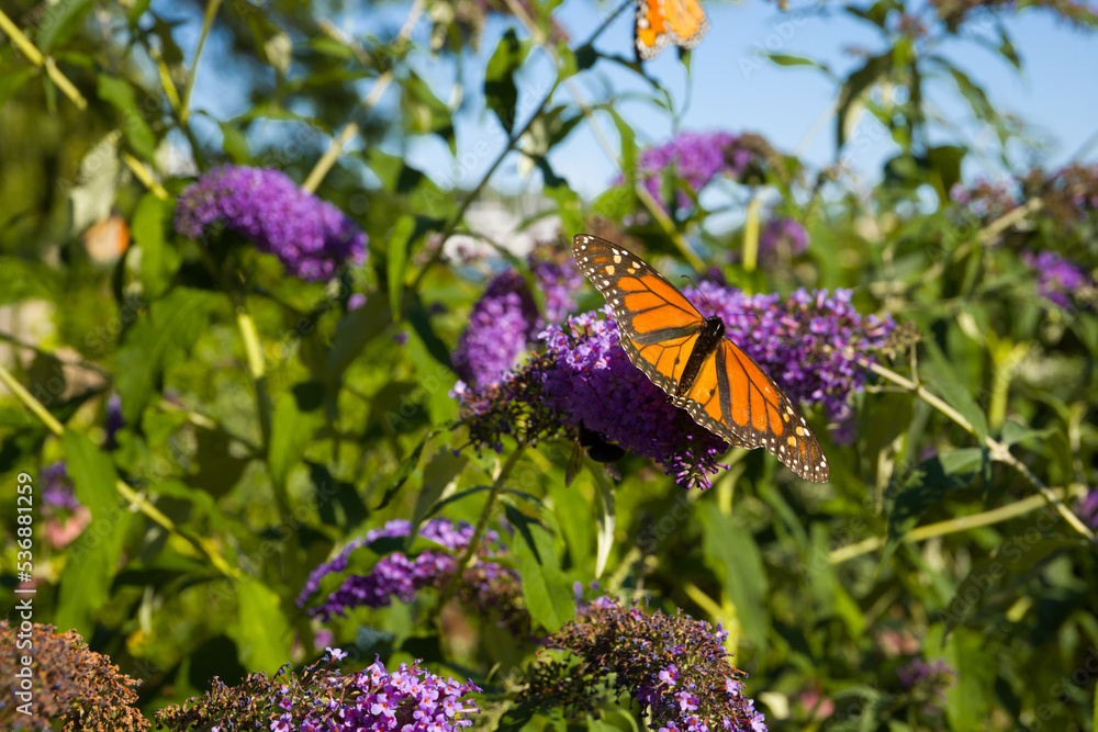 Blooming background - violet flowers with butterfly on a blurred background. Spring mood, wedding, love Blooming background - violet flowers with butterfly on a blurred background. Spring mood, wedding, love