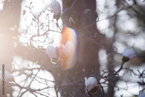 Defocused abstract floral background - delicate magnolias with rainbow ray -  macro with blurred 