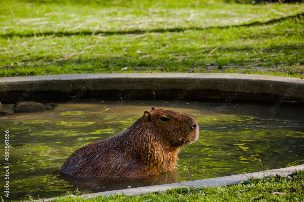 Capybara, largest rodent resting in water with evening light during sunset, mammal, wildlife Capybara, largest rodent resting in water with evening light during sunset, mammal, wildlife