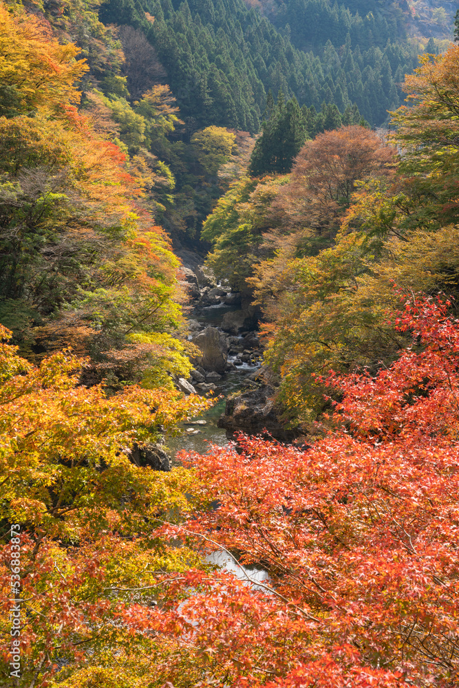 紅葉に包まれる金蔵落しの渓流 奥秩父 紅葉に包まれる金蔵落しの渓流 奥秩父