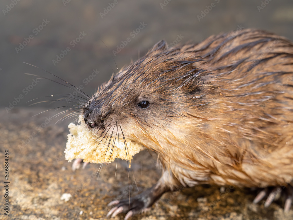 Wild animal Muskrat, Ondatra zibethicuseats, eats on the river bank Wild animal Muskrat, Ondatra zibethicuseats, eats on the river bank