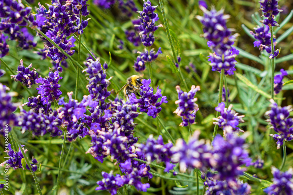 Hidden Garden Flowers Hidden Garden Flowers