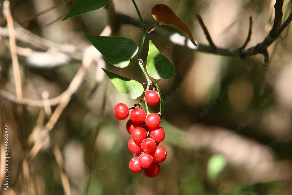 Wild and inedible berries on trees in a city park
