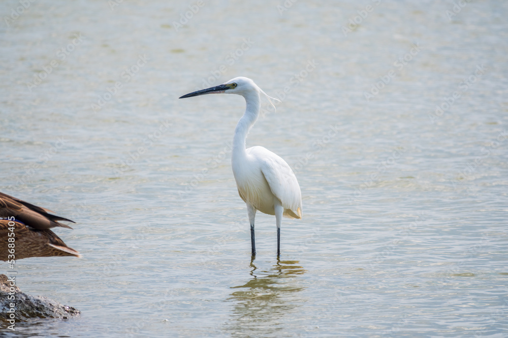 The small white heron or Little egret stands in the lake