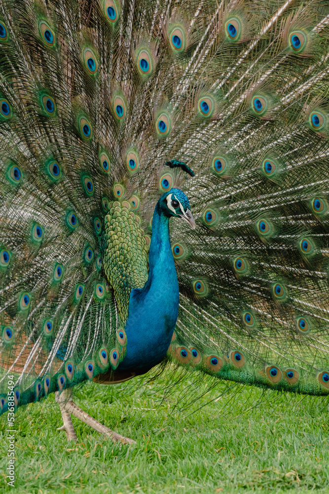 Naklejka premium Peacock Displaying Its Tail Feathers