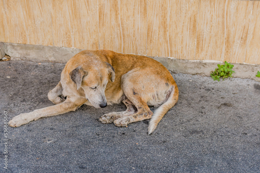 Large brown dog laying on pavement Large brown dog laying on pavement