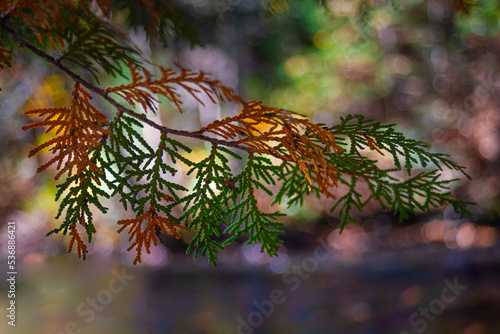 White Cedar Leaves Closeup During Fall Season In Orange And Green Colors For Christmas Decoration. photo