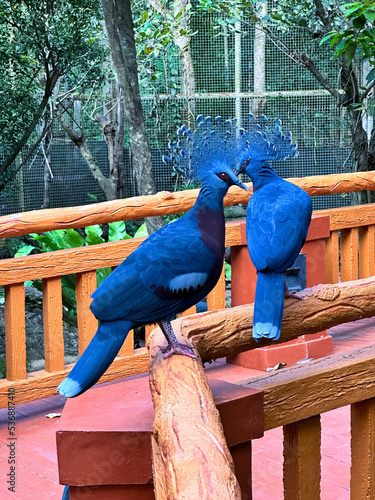 The Victoria crowned pigeon  is a large, bluish-grey pigeon with elegant blue lace-like crests