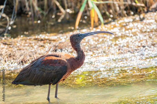 The glossy ibis  latin name Plegadis falcinellus  searching for food in the shallow lagoon.