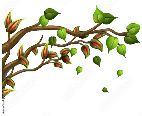 Tree branch isolated on white background