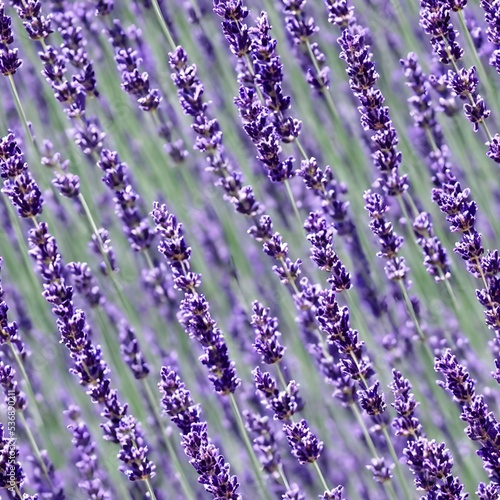 Lavender flowering background, cam be tiled