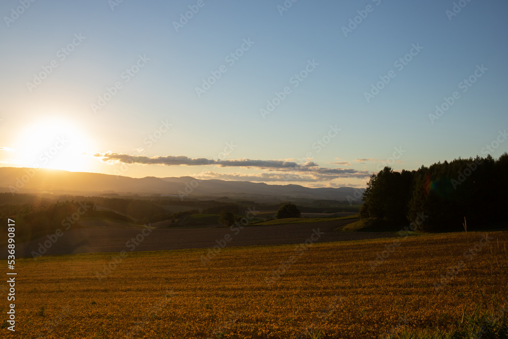Fototapeta premium 夕日に輝く丘の畑 
