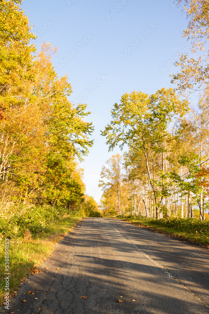 Fototapeta premium 黄葉の坂道と青空