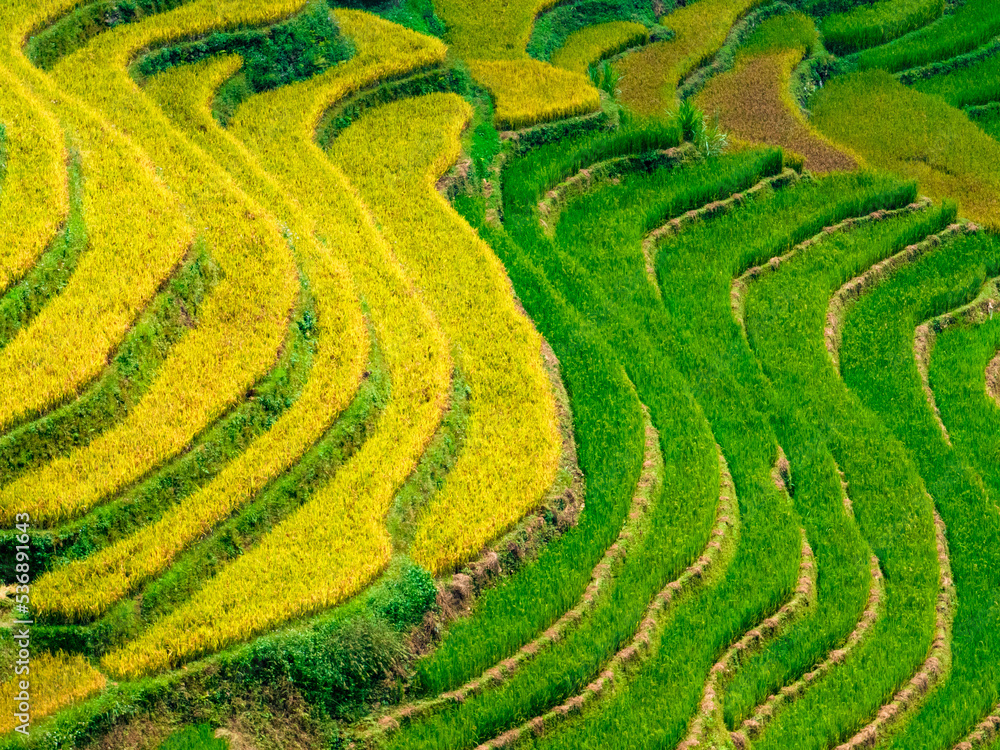 The most beautiful rice fields in Vietnam
