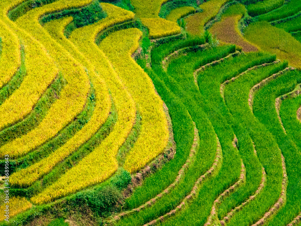 The most beautiful rice fields in Vietnam The most beautiful rice fields in Vietnam