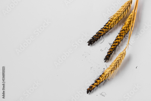 Burnt charred ears of wheat isolated on the white background. Concept of hunger and food crisis in Europe and Africa.