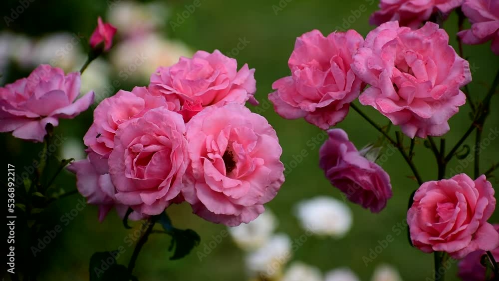 Beautiful flowers swaying in the wind. Natural background of flowers. Beautiful flowers swaying in the wind. Natural background of flowers.