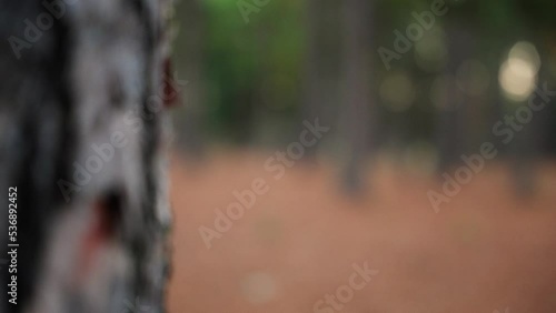 focus rack from the bark of a pine tree to other pine trees in the woods with the ground covered in pine needles photo