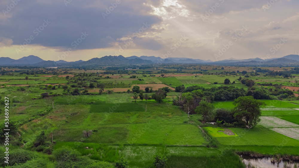 Aerial view of cultivated green agricultural land in Indian village side