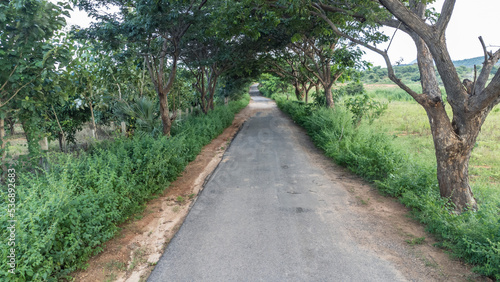 Road with trees on both sides in INDIA