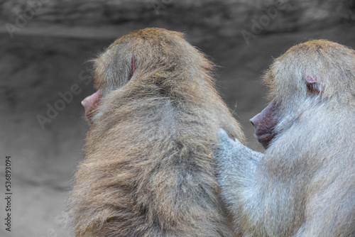 Bilde på lerret Two baboons sitting together and delousing