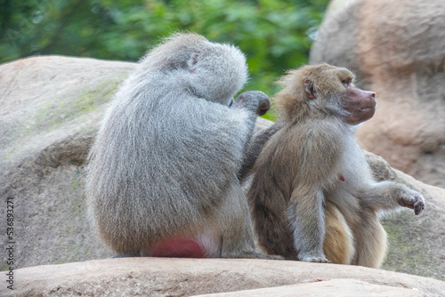 Tableau sur toile Two baboons sitting together and delousing