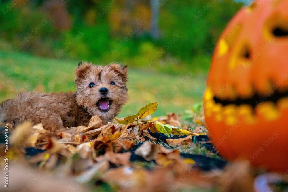 Obraz premium Closeup shot of a Yorkshire Terrier dog playing with autumn leaves outdoors and a Halloween pumpkin