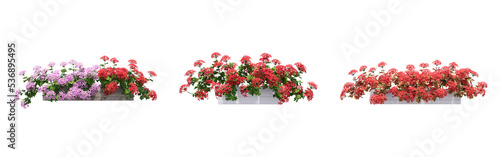Bild auf Leinwand decorative flower in a pot isolate on a transparent background, 3D illustration,