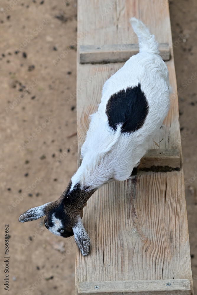 Fototapeta premium Nachwuchs Babyziege / Ziegen (Capra) spielt im Wildpark in Schweinfurt 