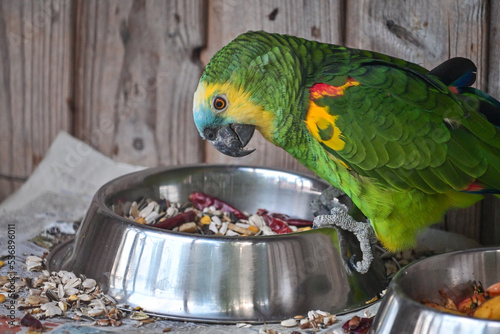 Blaustirnamazone (Amazona aestiva) oder Gelbflügelblaustirnamazone frisst Futter aus einem Napf im Wildpark Schweinfurt photo