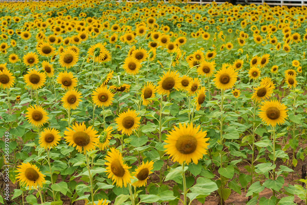 Beautiful sunflower blooming in the field on a sunny day with a natural background. Selective focus..Yellow flower garden and copy space. Beautiful sunflower blooming in the field on a sunny day with a natural background. Selective focus..Yellow flower garden and copy space.