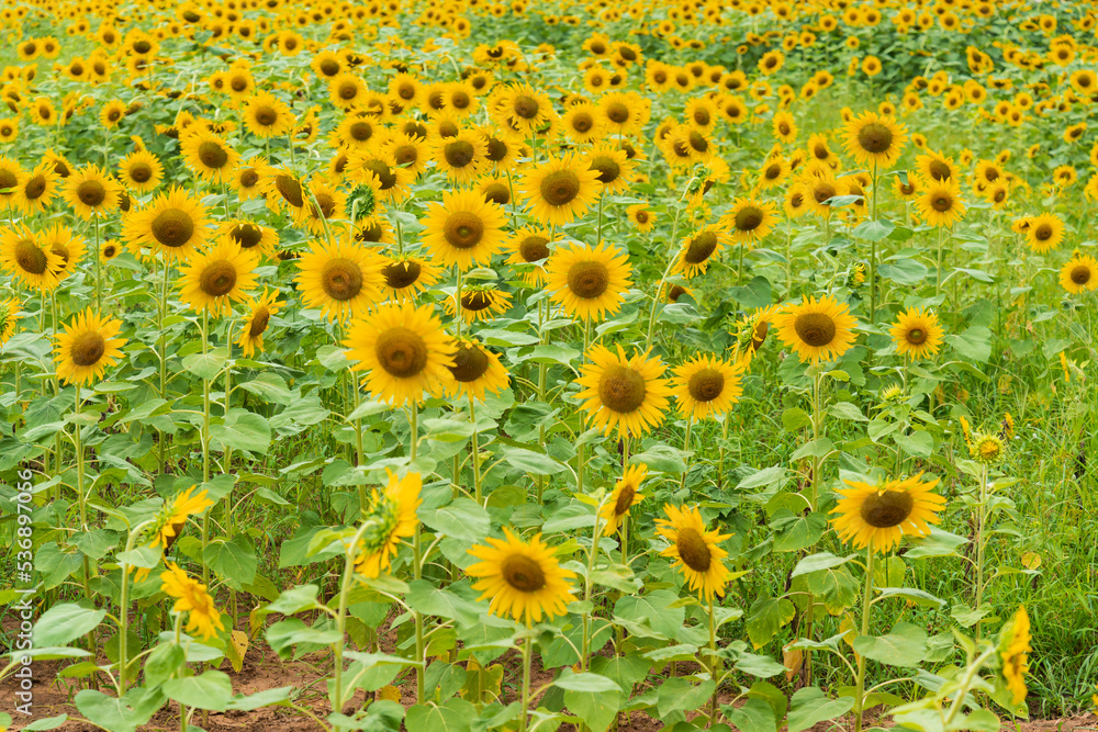 Beautiful sunflower blooming in the field on a sunny day with a natural background. Selective focus..Yellow flower garden and copy space. Beautiful sunflower blooming in the field on a sunny day with a natural background. Selective focus..Yellow flower garden and copy space.