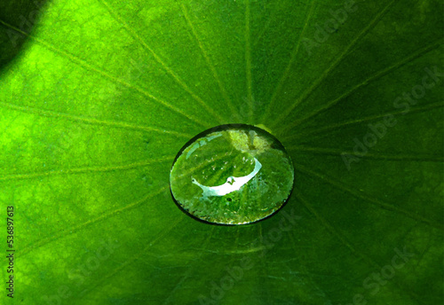 Water droplets on lotus leaf, The water when falling can be splashed on the lotus leaf without getting wet.
