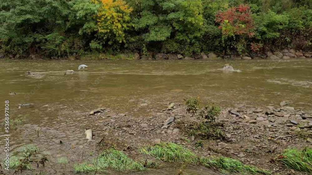 a number of white birds bathed on the surface of the river and flew away. 4K. a number of white birds bathed on the surface of the river and flew away. 4K.