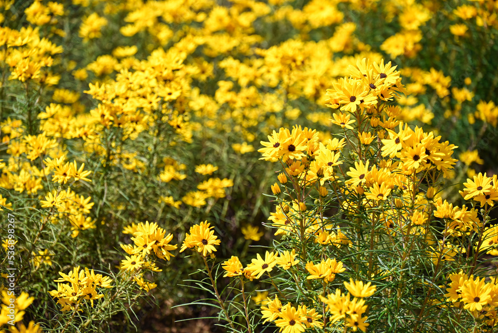 Obraz premium 牧歌の里のルドベキア・ヒルタ