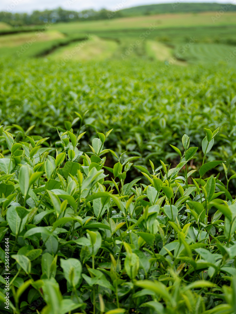 Green tea tree leaves field plant in camellia sinensis organic farm. Close up Tree tea plantations mountain green nature background in morning. Fresh young tender bud herbal Green tea tree in farm Green tea tree leaves field plant in camellia sinensis organic farm. Close up Tree tea plantations mountain green nature background in morning. Fresh young tender bud herbal Green tea tree in farm