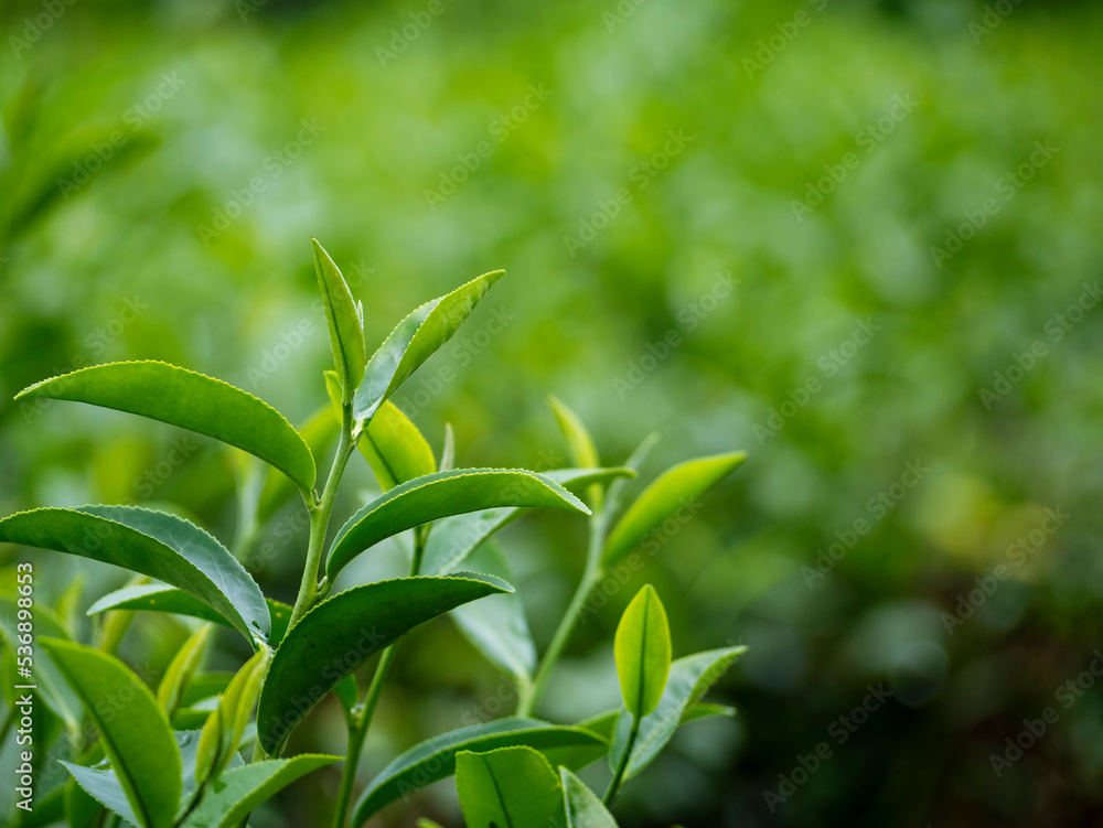 Green tea tree leaves field plant in camellia sinensis organic farm. Close up Tree tea plantations mountain green nature background in morning. Fresh young tender bud herbal Green tea tree in farm Green tea tree leaves field plant in camellia sinensis organic farm. Close up Tree tea plantations mountain green nature background in morning. Fresh young tender bud herbal Green tea tree in farm