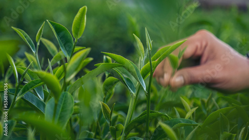Woman hand plucking green tea tree picking bud young tender camellia sinensis leaves organic farm. Hand holding harvest plucking black green tea herbal agriculture. Woman work Black Tea farm harvest