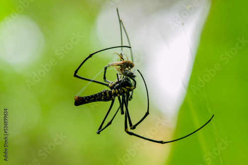 Close up Spider (Nephila Pilipes) eating a Bee