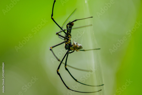 Close up Spider (Nephila Pilipes) eating a Bee © Komodo Studios 