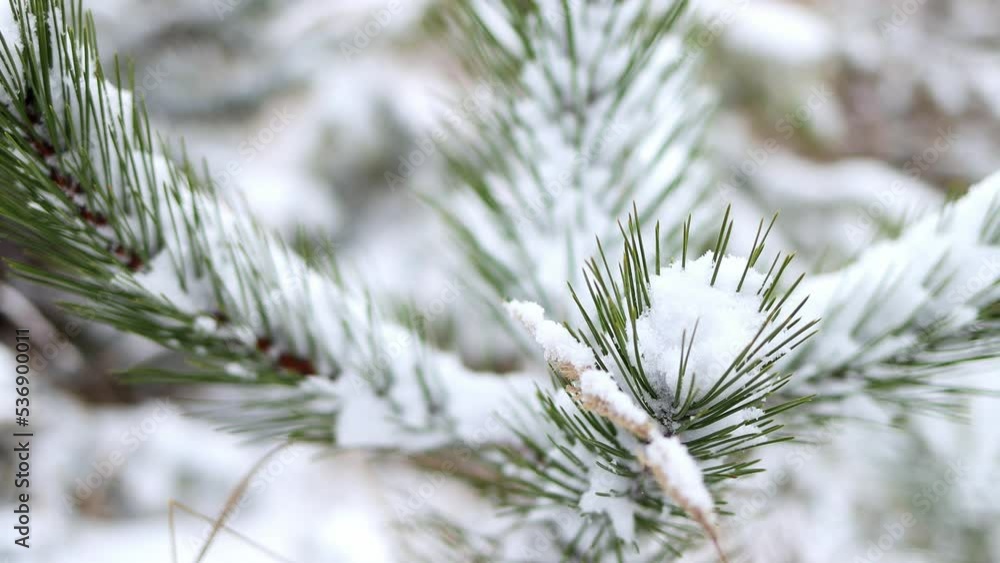 Snow-covered pine branch in snowfall close-up. Fabulous winter forest landscape. Christmas tree. The atmosphere of Christmas and New Year. 4K video footage Snow-covered pine branch in snowfall close-up. Fabulous winter forest landscape. Christmas tree. The atmosphere of Christmas and New Year. 4K video footage