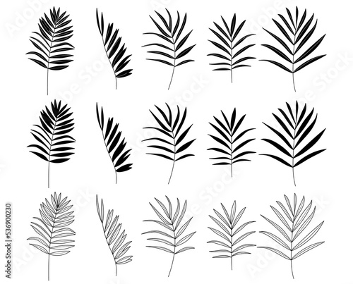 date palm. Tropical leaves silhouette.