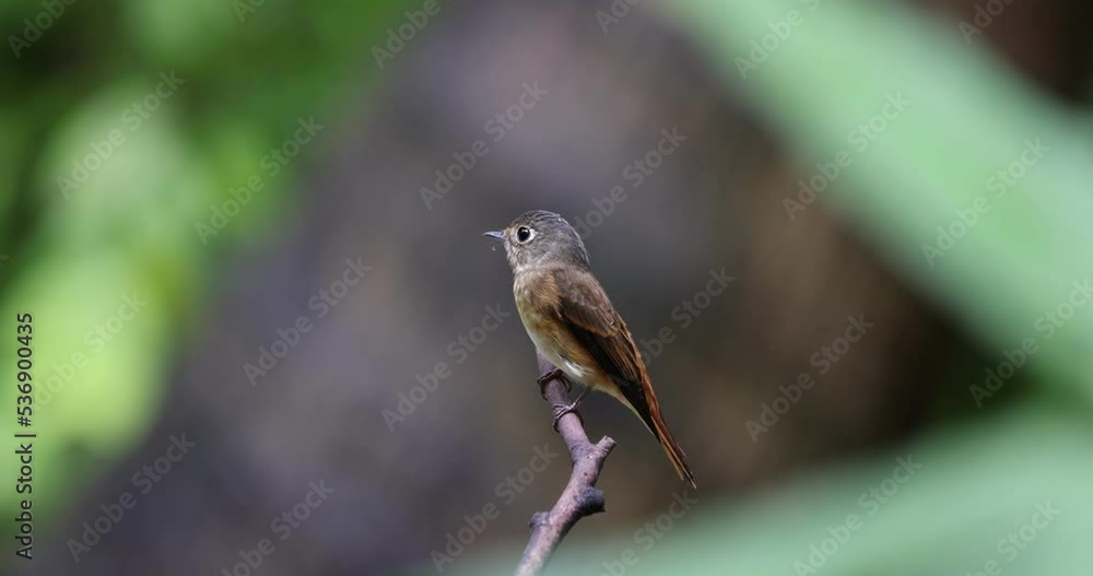 Ferruginous Flycatcher perched on a branch. Ferruginous Flycatcher perched on a branch.