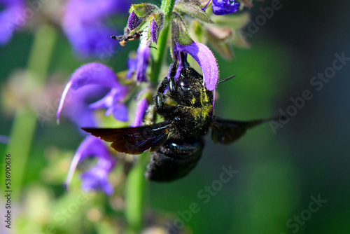 Violet carpenter bee (Xylocopa violacea) on meadow clary // Große Holzbiene an Wiesensalbei photo