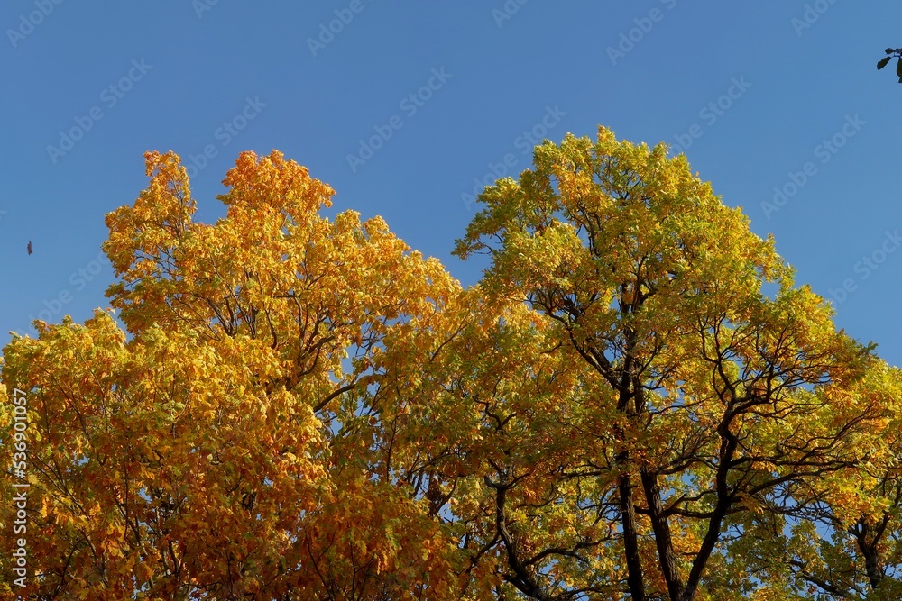 autumn trees in the park