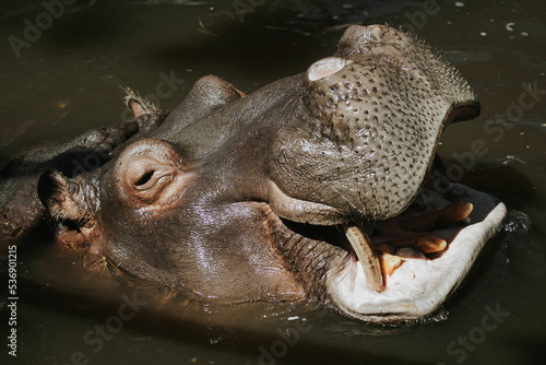 Hippo swim in water in zoo