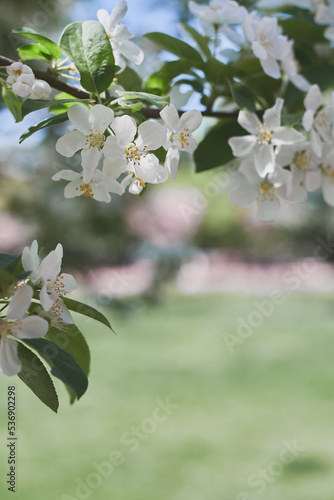 Cherry blossom with creamy white flowers. Spring season © VeronikaSmirnaya