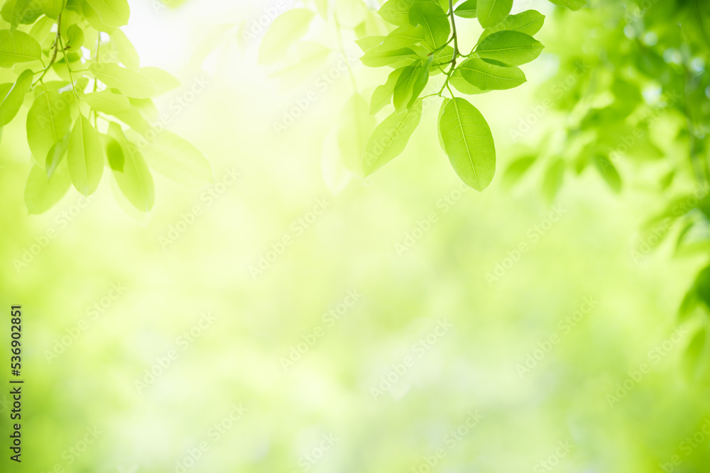 Spring Twig With Green Leaves Stock Photo - Download Image Now